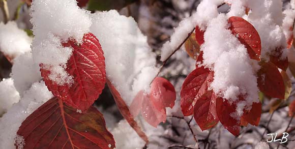 red_leaves_in_early_snow.jpg