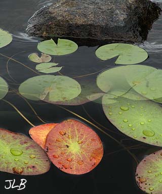 red_lilypad_rock.jpg