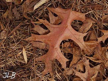 red_oak_leaf_pine_needles.jpg