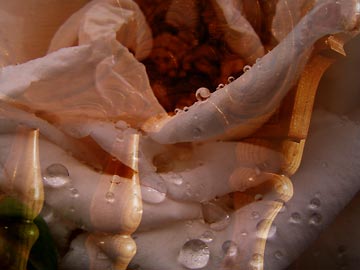 rose-interior-chair-back.jpg