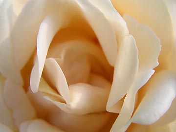 rose-yellow-interior.jpg