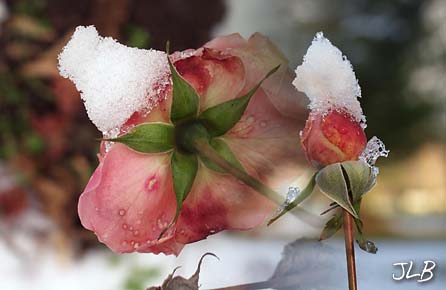 rose_bud_ice_cap_old_rose_snow_horn.jpg