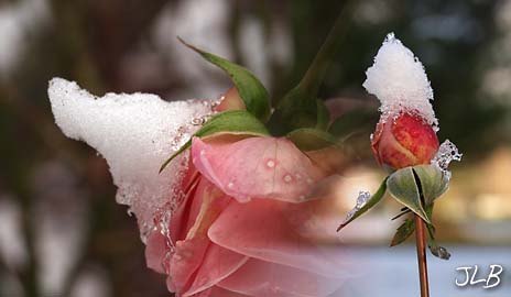rose_bud_ice_cap_old_rose_snow_horn2.jpg