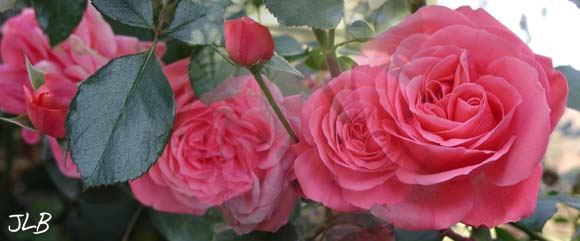 rose_leaf_bud_bloom.jpg