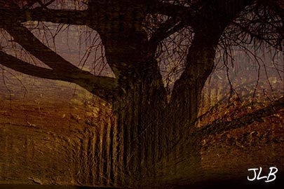 rough-board-willow-tree.jpg