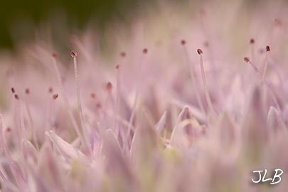 sedum-stamens.jpg