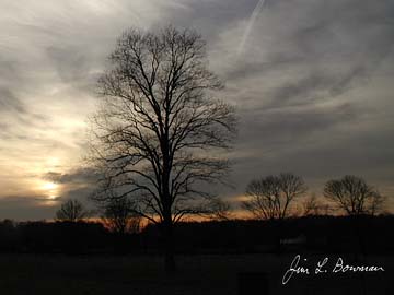 setting_sun_row_trees.jpg