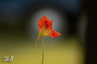 single-nasturtium-bloom.jpg