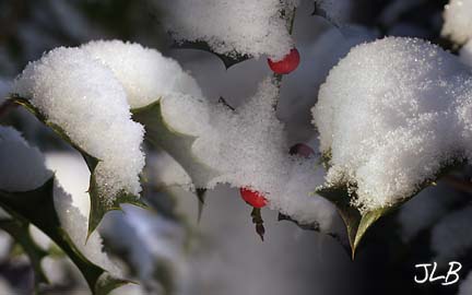 snow_capped_holly_leaves.jpg