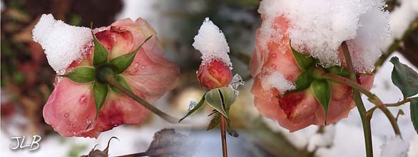 snow_caps_rose_bud_old_rose.jpg