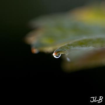solitary-raindrop.jpg