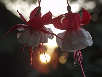 sunrise-fuchsia.jpg