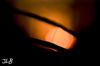 sunset-behind-tree-branches.jpg