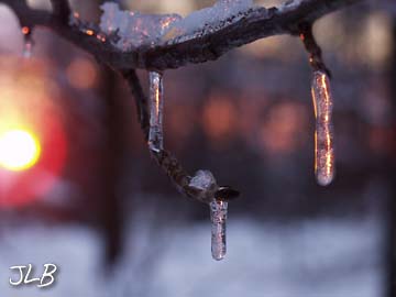 sunset_twig_icicle.jpg