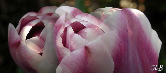 suntipped_tulip_CUs.jpg