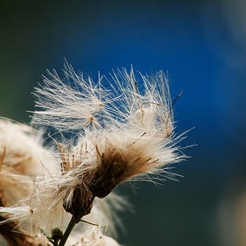 thistle-seed-pod.jpg