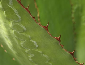 thorny-edges.jpg