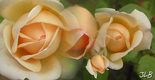 three_yellow_roses_litl_bud.jpg