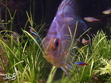 transparent_fish.jpg