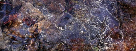 trapped_ice_bubbles.jpg