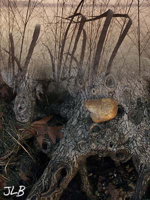 tree_knots_stone_bay_grasses.jpg