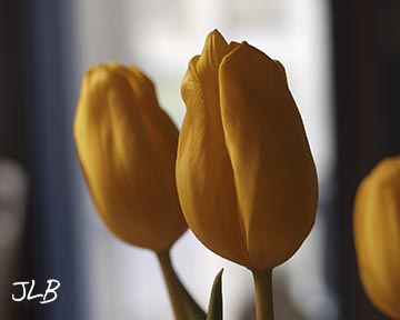 tulip-before.jpg