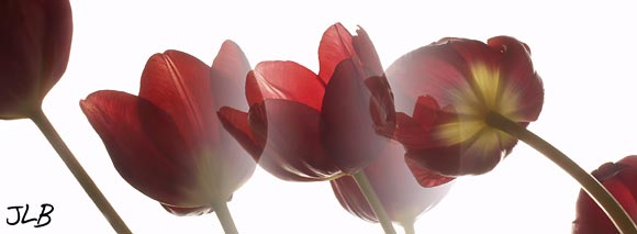 tulip-profile-silhouettes.jpg