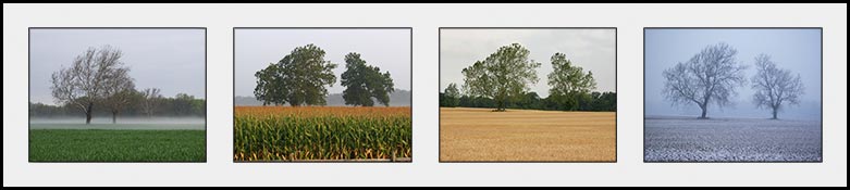 two-trees-four-seasons.jpg