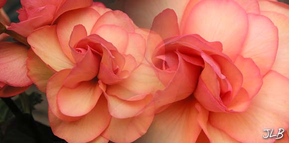 two_solenia_begonia_blooms.jpg