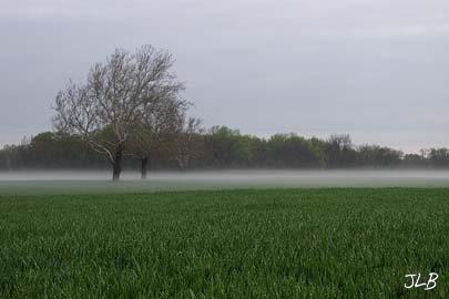 two_trees_morning_mist.jpg