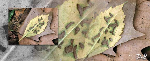 uncovered_insect_designs.jpg