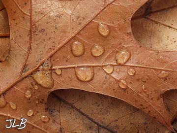 water_drops_oak_leaf_closeup.jpg