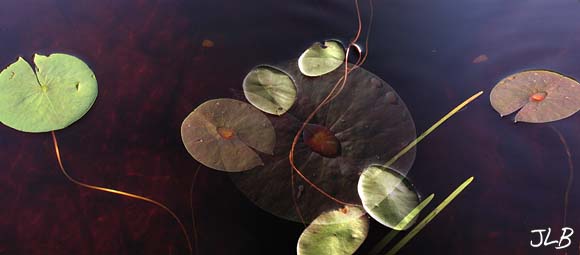 waterdrop_on_red_lilypad.jpg