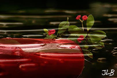 waterdrops-reflect-emerge.jpg