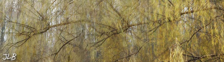 weeping-willow-breezes.jpg