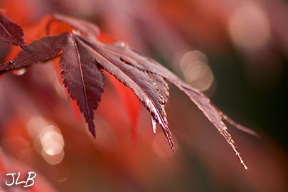 wet-japanese-maple-leaf.jpg