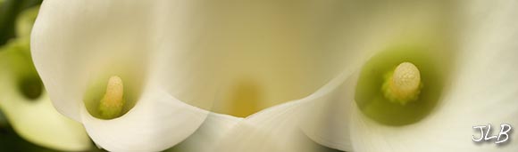 white-calla-lily-blend.jpg