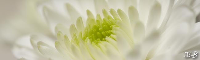 white-mum-panoramic.jpg