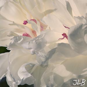 white-peony-stamens-glow.jpg