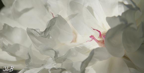 white-peony-stamens.jpg