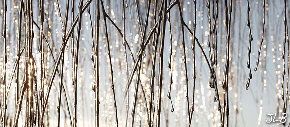 willow_ice_sunbursts.jpg