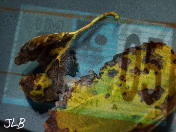 windshield-leaves.jpg