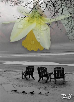 winter-chairs-daffodils.jpg