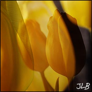womb-tulip-soft-blend.jpg