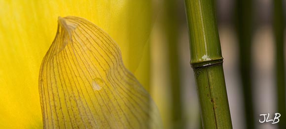 yellow-green-rain.jpg
