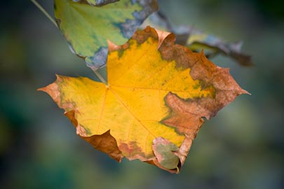yellow-leaf-on-blue.jpg