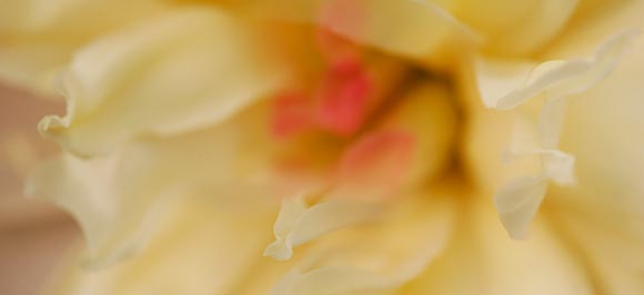 yellow-peony-interior-I.jpg