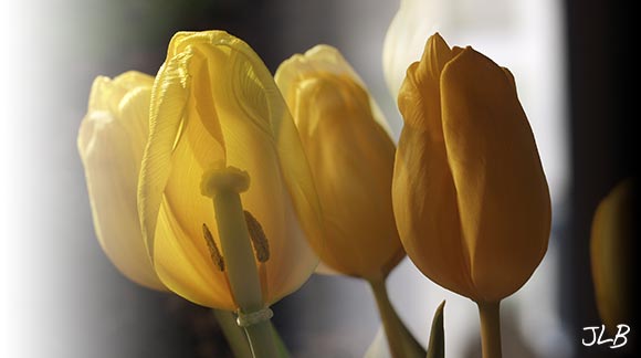yellow-tulips-passing.jpg