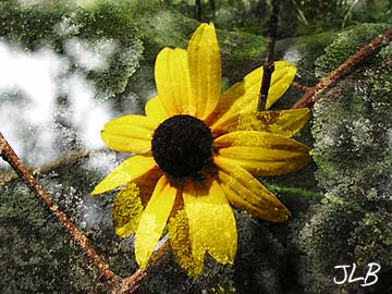 yellow_flower_on_mossy_rock.jpg