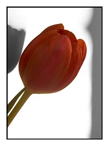 Easter-tulip.jpg